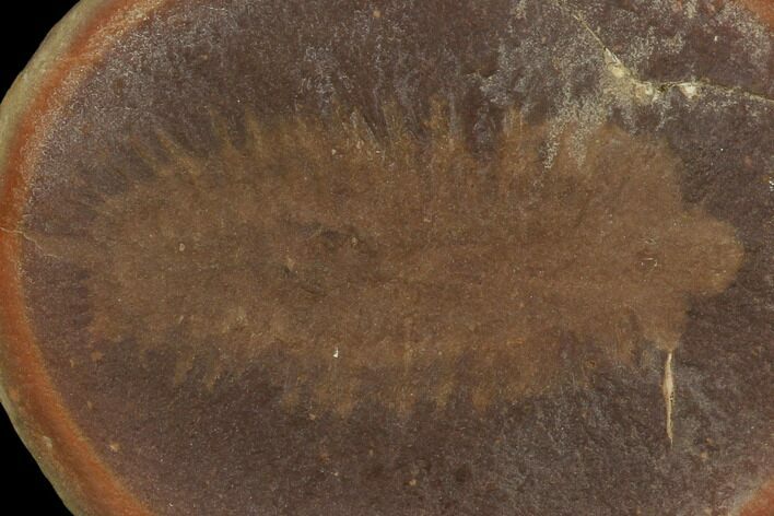 Fossil Worm (Fossundecima) - Illinois #120873